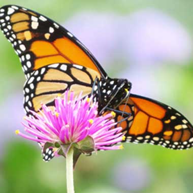 análises ambientais